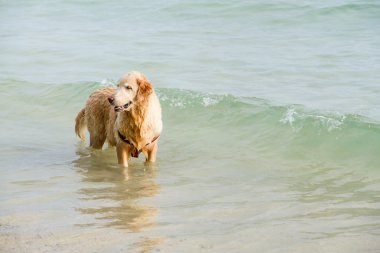 Suya yakın sahilde altın geri almak.