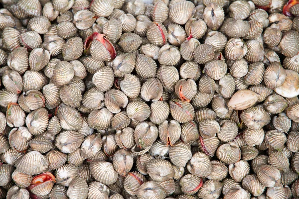 Shellfish in fresh market at ferry of Angsila, Choburi, Thailand — Stock Photo, Image