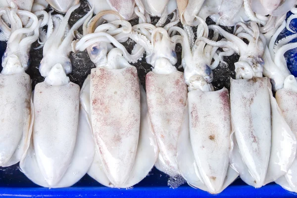 Kalmary w świeżych o prom, Angsila, Choburi, Thailand.Sea — Zdjęcie stockowe