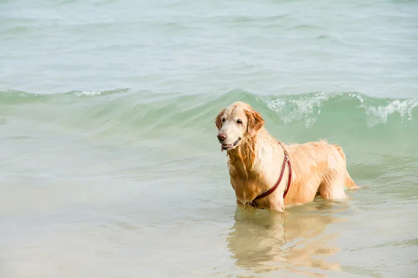 Zlatý retrívr na pláži u vody. — Stock fotografie