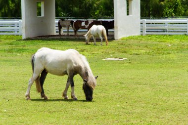 yeşil çayır üzerinde otlatma atlar