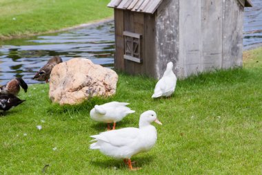 Beyaz yeşil çim sahada ördekler