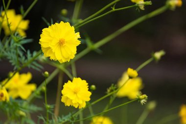 Sarı papatya çiçeğini kapat. Seçmeli odak.