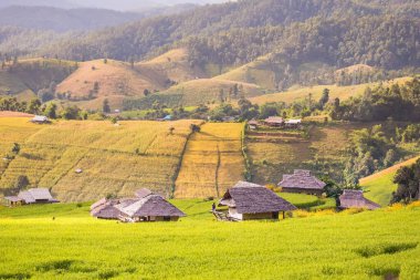 Pa Bong Piang Panorama Hava Manzarası pirinç tarlaları, Mae Chaem, Chiang Mai Tayland.