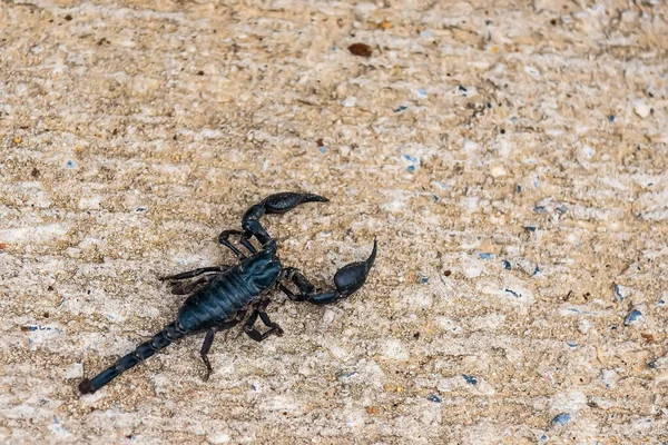 Close-Up Of Scorpion On Ground,Dangerous animal,poison creature,Selective focus.Don\'t focus on The main subject .