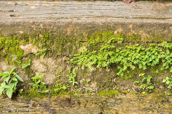 石の壁の背景にある苔自然緑の植物 — ストック写真