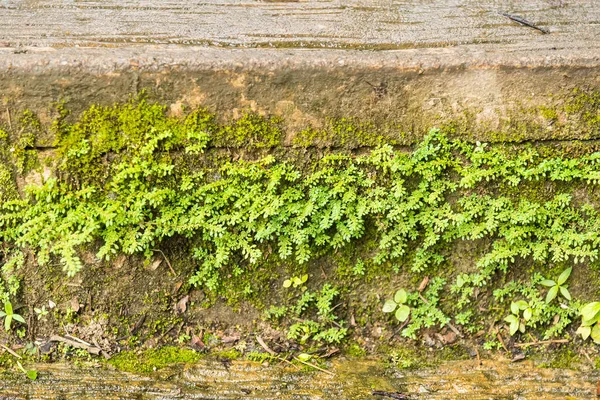 石の壁の背景に苔 自然緑の植物 メインの主題に焦点を当てないでください — ストック写真