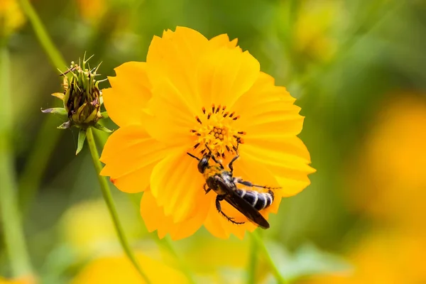 Close Kosmos Bloem Met Bijenzwerm Tuin Geel Oranje Kosmos Bloem — Stockfoto