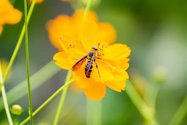 Nahaufnahme Kosmos Blume Mit Bienenschwarm Garten Gelbe Orange Kosmosblume — Stockfoto