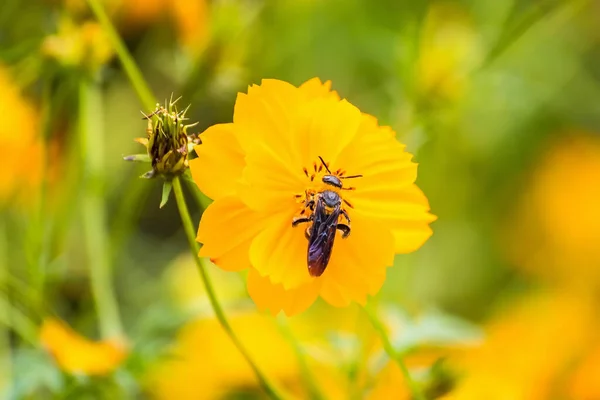 Nahaufnahme Kosmos Blume Mit Bienenschwarm Garten Gelbe Orange Kosmosblume — Stockfoto