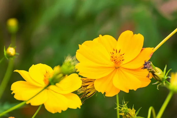 Nahaufnahme Einer Gelben Gänseblümchenblume Selektiver Fokus — Stockfoto