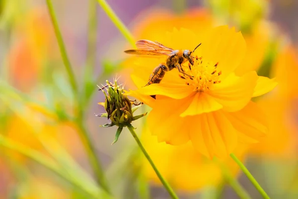 Nahaufnahme Kosmos Blume Mit Bienenschwarm Garten Gelbe Orange Kosmosblume — Stockfoto