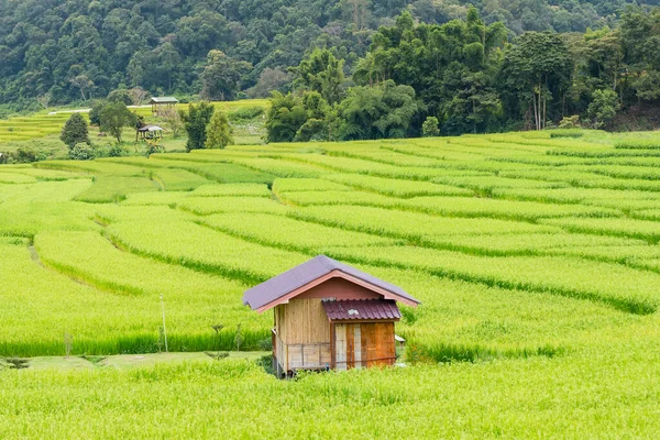Panorama Vue Aérienne Des Rizières Terrasses Bong Piang Mae Chaem — Photo
