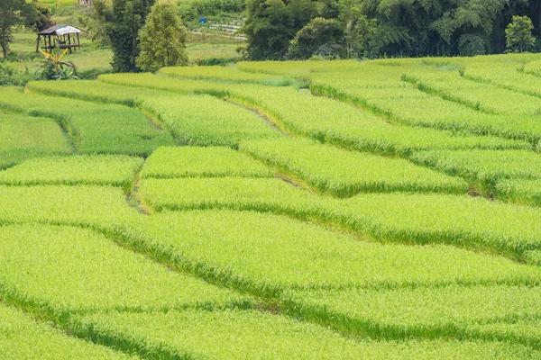 Panorama Luftaufnahme Von Bong Piang Reisterrassenfeldern Mae Chaem Chiang Mai — Stockfoto