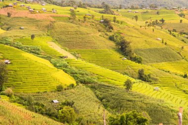 Pa Bong Piang Panorama Hava Manzarası pirinç tarlaları, Mae Chaem, Chiang Mai Tayland.