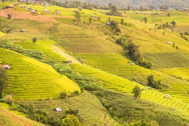 Pa Bong Piang Panorama Hava Manzarası pirinç tarlaları, Mae Chaem, Chiang Mai Tayland.
