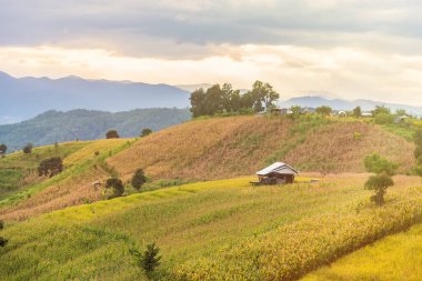 Pa Bong Piang Panorama Hava Manzarası pirinç tarlaları, Mae Chaem, Chiang Mai Tayland. Ana konuya odaklanmayın. .