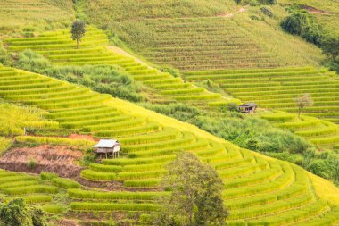 Pa Bong Piang Panorama Hava Manzarası pirinç tarlaları, Mae Chaem, Chiang Mai Tayland.