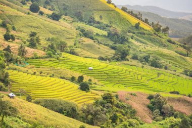 Pa Bong Piang Panorama Hava Manzarası pirinç tarlaları, Mae Chaem, Chiang Mai Tayland.