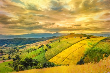 Pa Bong Piang Panorama Hava Manzarası güneş batarken pirinç tarlalarını, Mae Chaem, Chiang Mai Tayland.