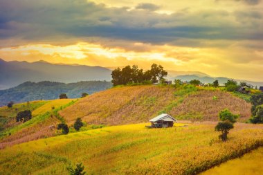 Pa Bong Piang Panorama Hava Manzarası güneş batarken pirinç tarlalarını, Mae Chaem, Chiang Mai Tayland.