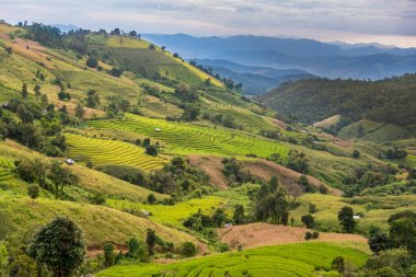 Pa Bong Piang Panorama Hava Manzarası pirinç tarlaları, Mae Chaem, Chiang Mai Tayland.