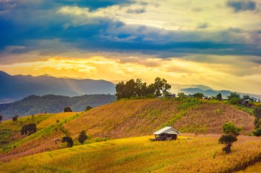 Pa Bong Piang Panorama Hava Manzarası güneş batarken pirinç tarlalarını, Mae Chaem, Chiang Mai Tayland.