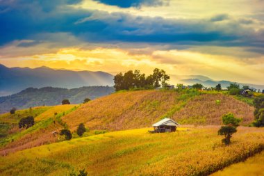Pa Bong Piang Panorama Hava Manzarası güneş batarken pirinç tarlalarını, Mae Chaem, Chiang Mai Tayland.