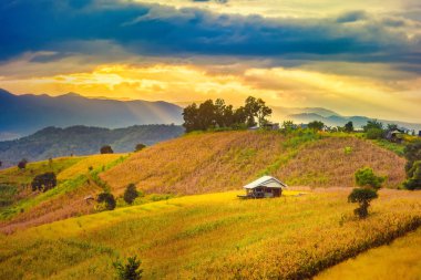 Pa Bong Piang Panorama Hava Manzarası güneş batarken pirinç tarlalarını, Mae Chaem, Chiang Mai Tayland.