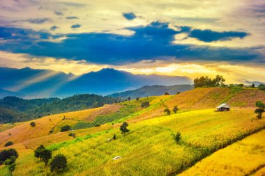 Pa Bong Piang Panorama Hava Manzarası güneş batarken pirinç tarlalarını, Mae Chaem, Chiang Mai Tayland.