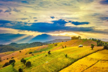 Pa Bong Piang Panorama Hava Manzarası güneş batarken pirinç tarlalarını, Mae Chaem, Chiang Mai Tayland.