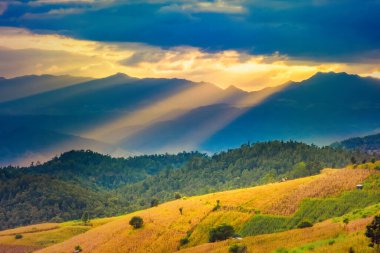 Pa Bong Piang Panorama Hava Manzarası güneş batarken pirinç tarlalarını, Mae Chaem, Chiang Mai Tayland.