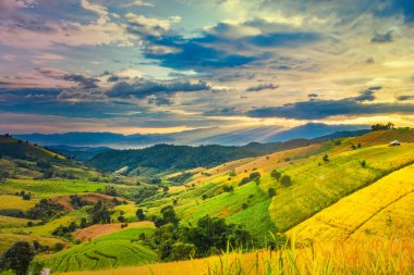 Pa Bong Piang Panorama Hava Manzarası güneş batarken pirinç tarlalarını, Mae Chaem, Chiang Mai Tayland.