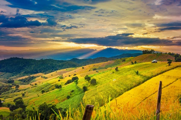 Панорама Вид Воздуха Bong Piang Террасных Рисовых Полей Закат Солнца — стоковое фото