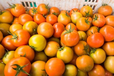 Lezzetli kırmızı domateslerin seçici odağı. Yaz tepsisi tarım çiftliği organik sebzelerle dolu Arka plan olarak kullanılabilir.