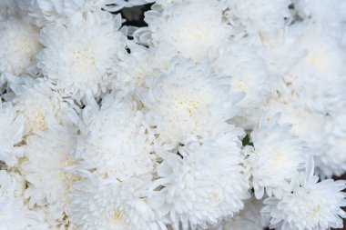 Beyaz kasımpatı, üstten görüntü, Çiçek arkaplan resim biçimi