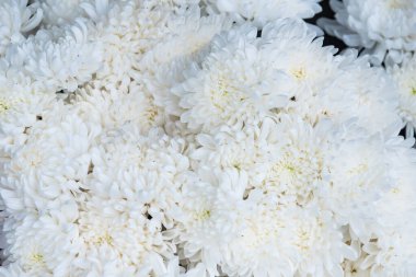 Beyaz kasımpatı, üstten görüntü, Çiçek arkaplan resim biçimi