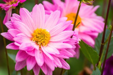 Renkli yıldız çiçekleri. Kapatın bahçedeki güzel renkli çiçekler..