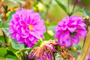 Renkli yıldız çiçekleri. Kapatın bahçedeki güzel renkli çiçekler..
