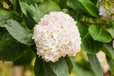 Bahçedeki beyaz ortanca çiçeklerinin yakın çekim görüntüsü