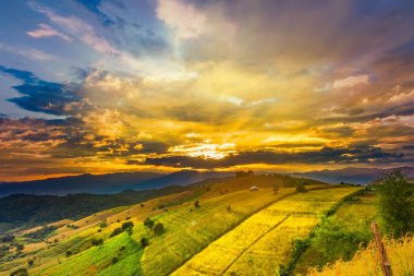 Pa Bong Piang Panorama Hava Manzarası güneş batarken pirinç tarlalarını, Mae Chaem, Chiang Mai Tayland.