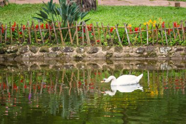 Gölde yüzen güzel beyaz bir kuğu.