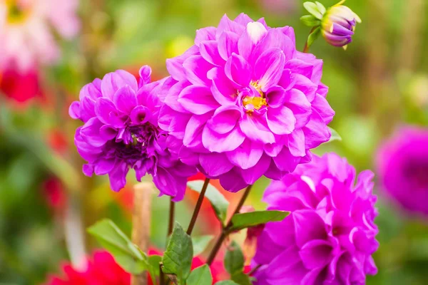 Bunte Dahlienblüte Aus Nächster Nähe Schöne Bunte Blumen Garten — Stockfoto