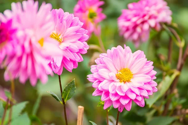 Barevné Dahlia Květina Zblízka Krásné Barevné Květiny Zahradě — Stock fotografie