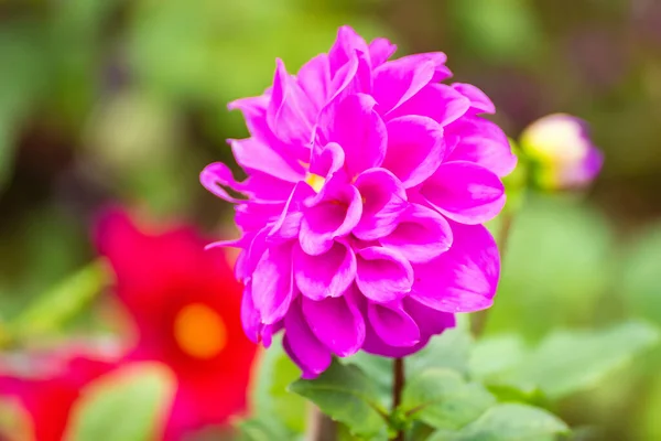 Bunte Dahlienblüte Aus Nächster Nähe Schöne Bunte Blumen Garten — Stockfoto