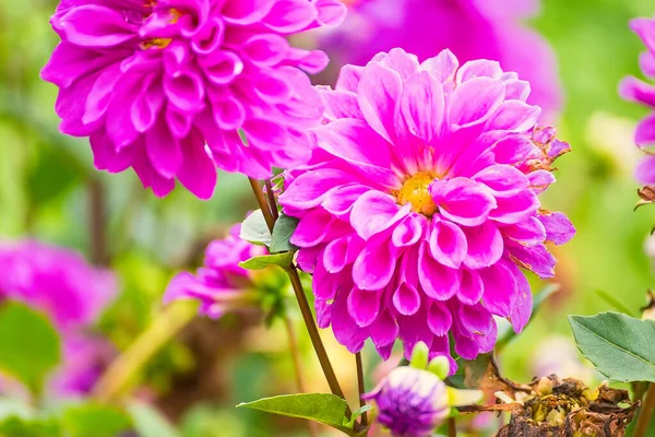 Fleurs Colorées Dahlia Close Beautiful Fleurs Colorées Dans Jardin — Photo
