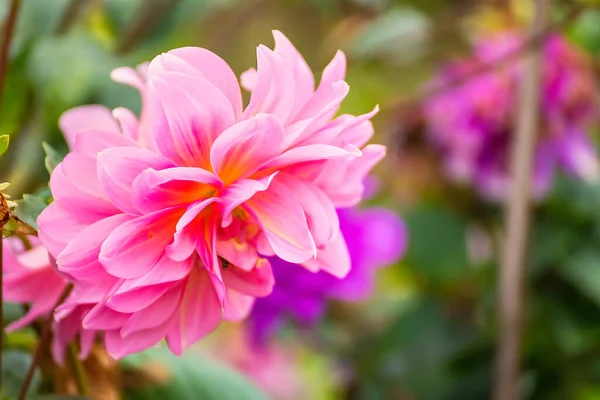 Bunte Dahlienblüte Aus Nächster Nähe Schöne Bunte Blumen Garten — Stockfoto