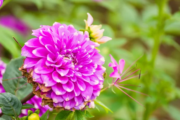 Colorful Dahlia Flower Close Beautiful Colorful Flowers Garden — Stock Photo, Image