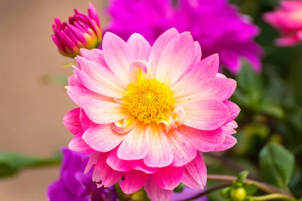 Colorful Dahlia Flower Close Beautiful Colorful Flowers Garden — Stock Photo, Image