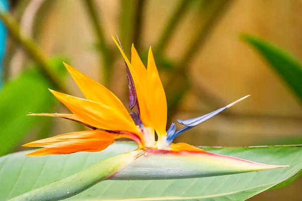 Pássaro Paraíso Flor Jardim — Fotografia de Stock